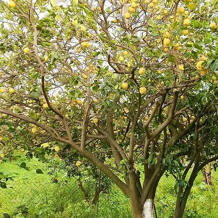 Holiday home House Beside Lemon Tree
